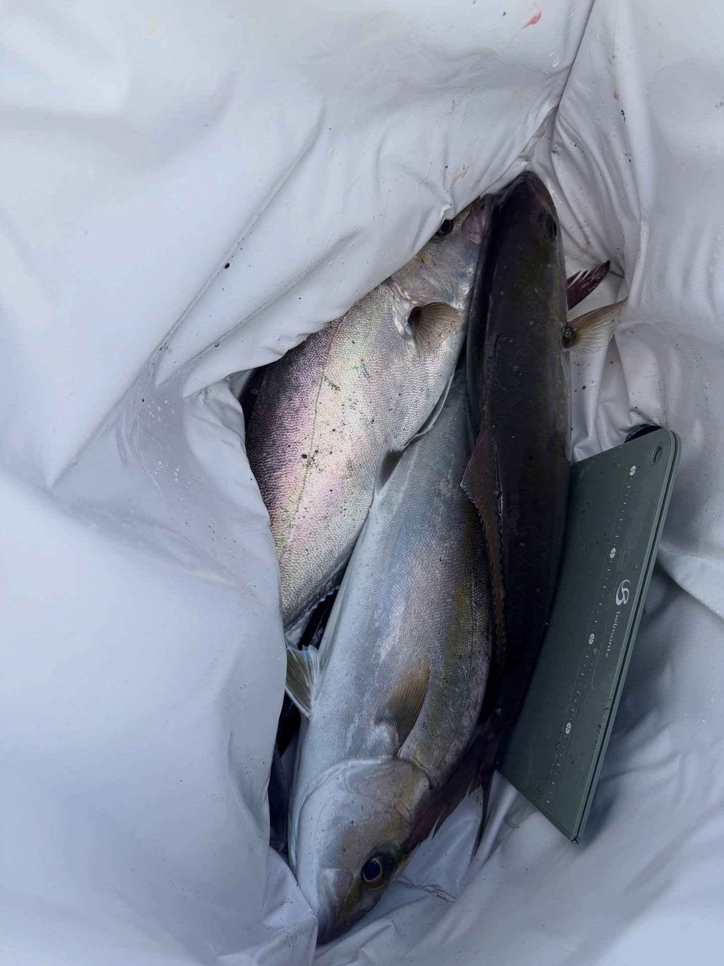A Day Off That Turned Into Amberjack — Wading Pants Still On at Aodi