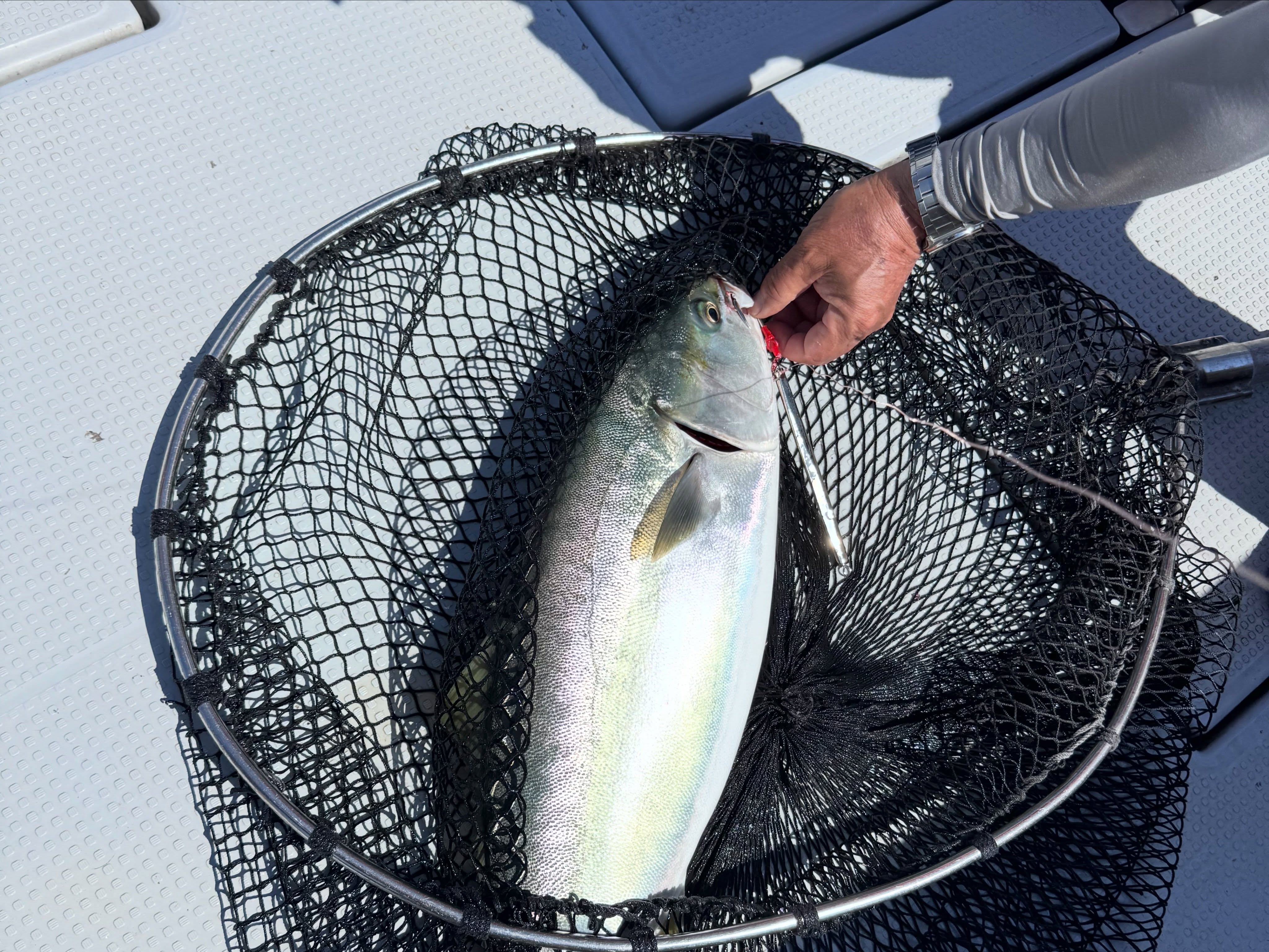 Goto Buri on a Familiar Jig: Trusting the Lure That Already Works