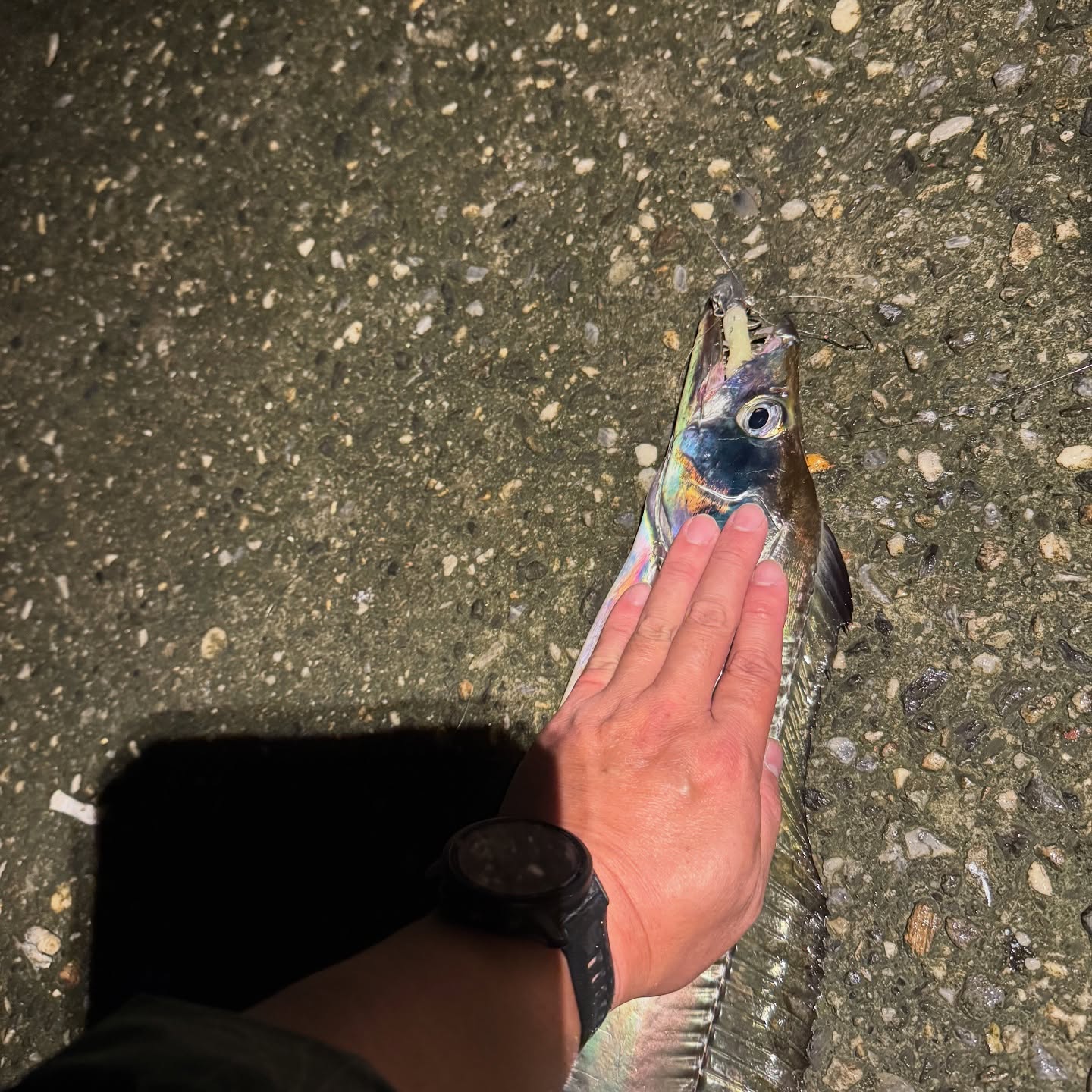 Three-Finger Hairtail, Stacked Thick: A Tip-Off That Paid Off