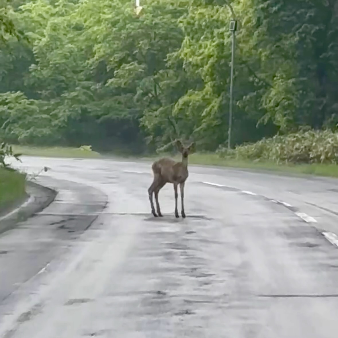 Day One in Hokkaido: Deer on the Road, Green Soup in the River