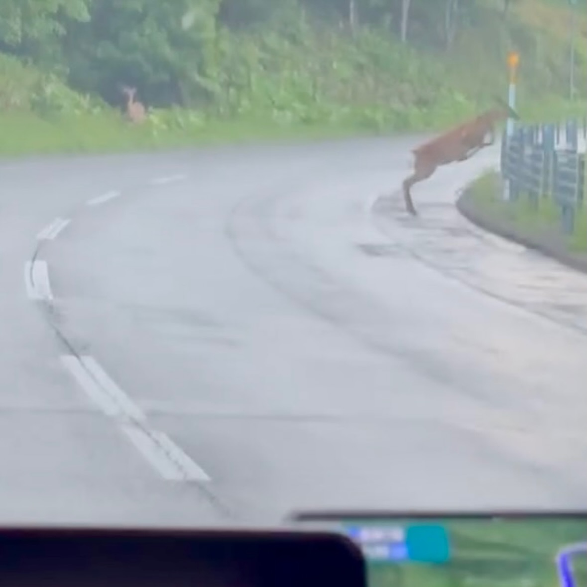 Day One in Hokkaido: Deer on the Road, Green Soup in the River