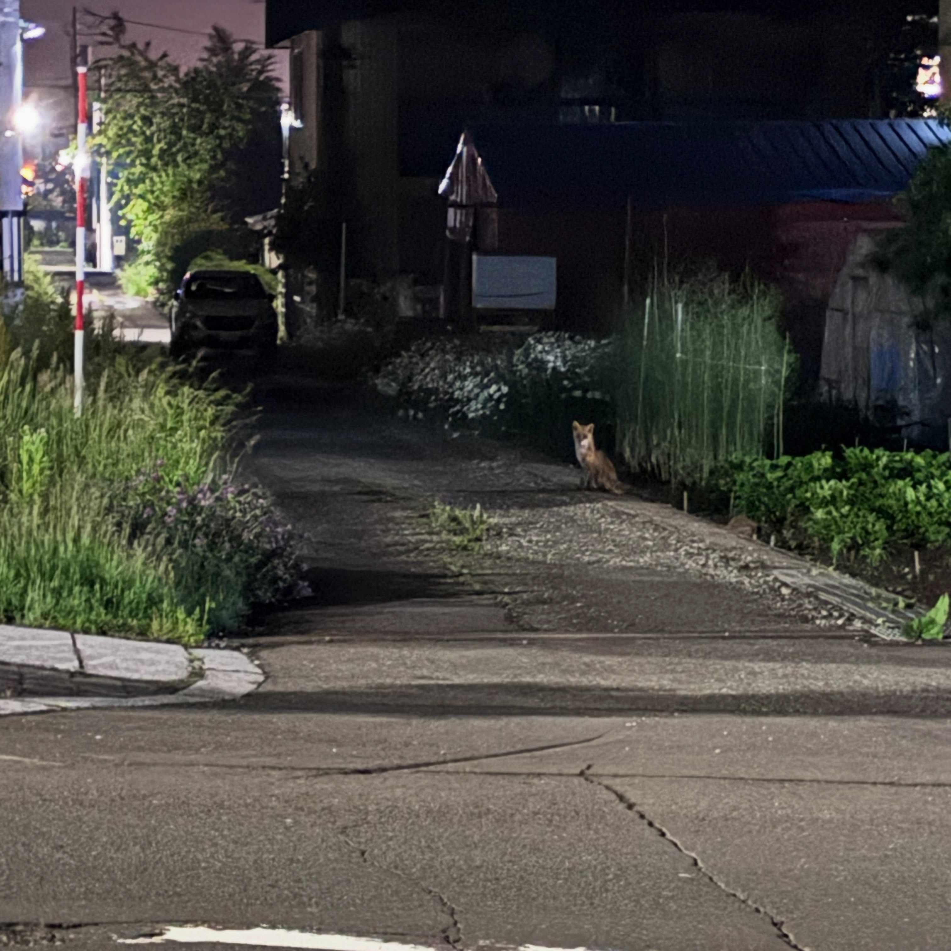 Day One in Hokkaido: Deer on the Road, Green Soup in the River