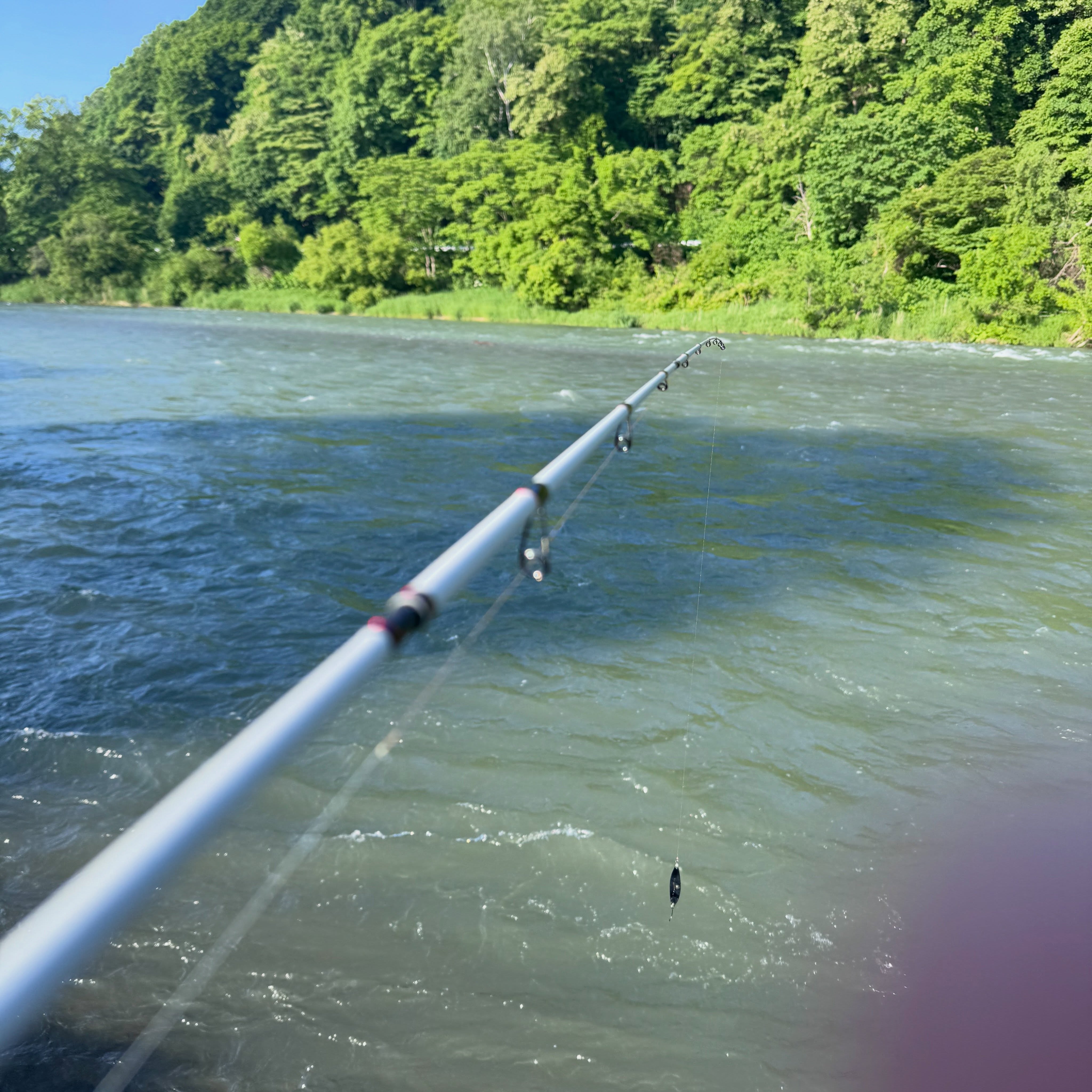 Day One in Hokkaido: Deer on the Road, Green Soup in the River
