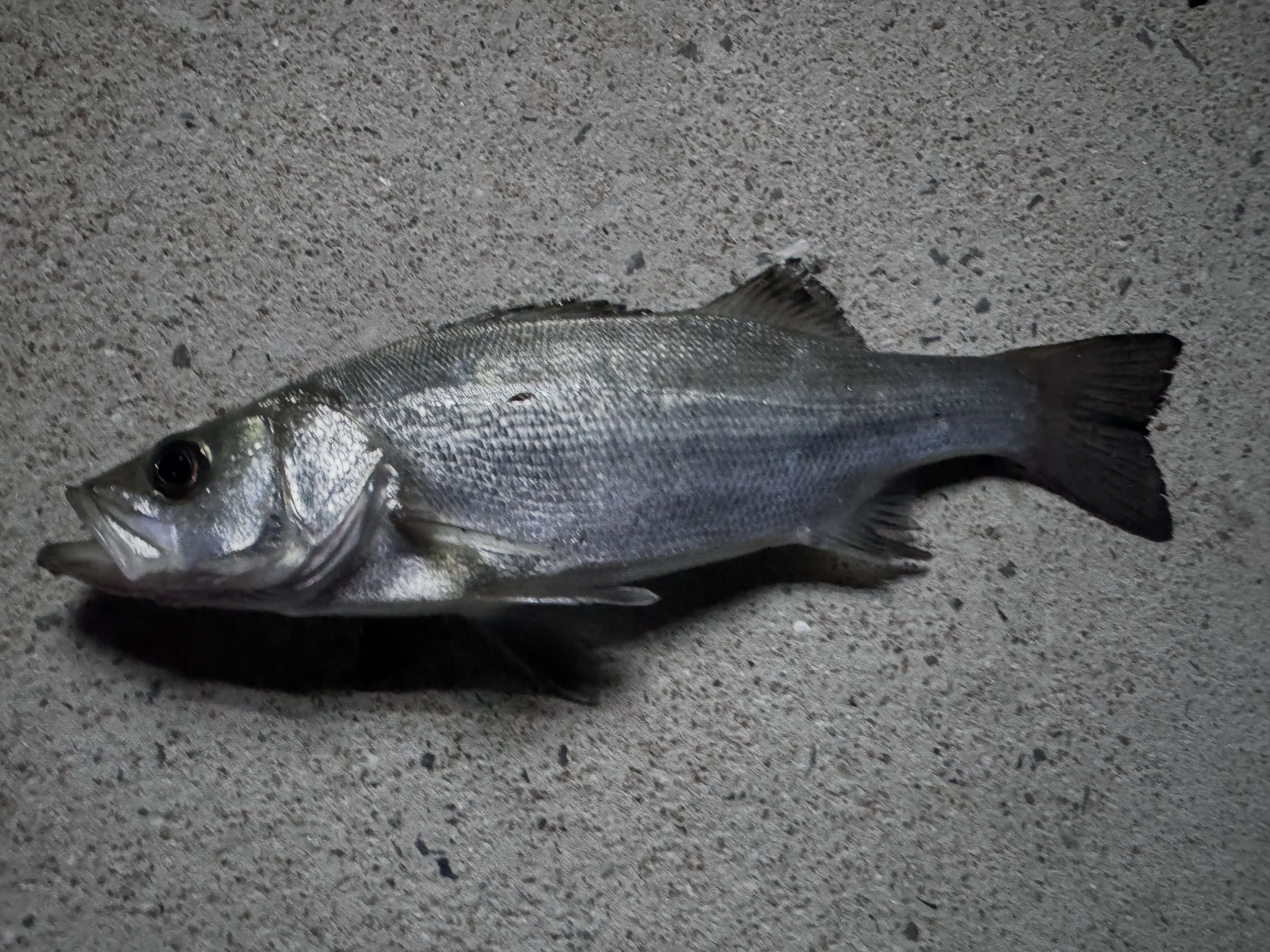 Two Sea Bass in Kyushu: ヒラスズキ and Maru in One Trip