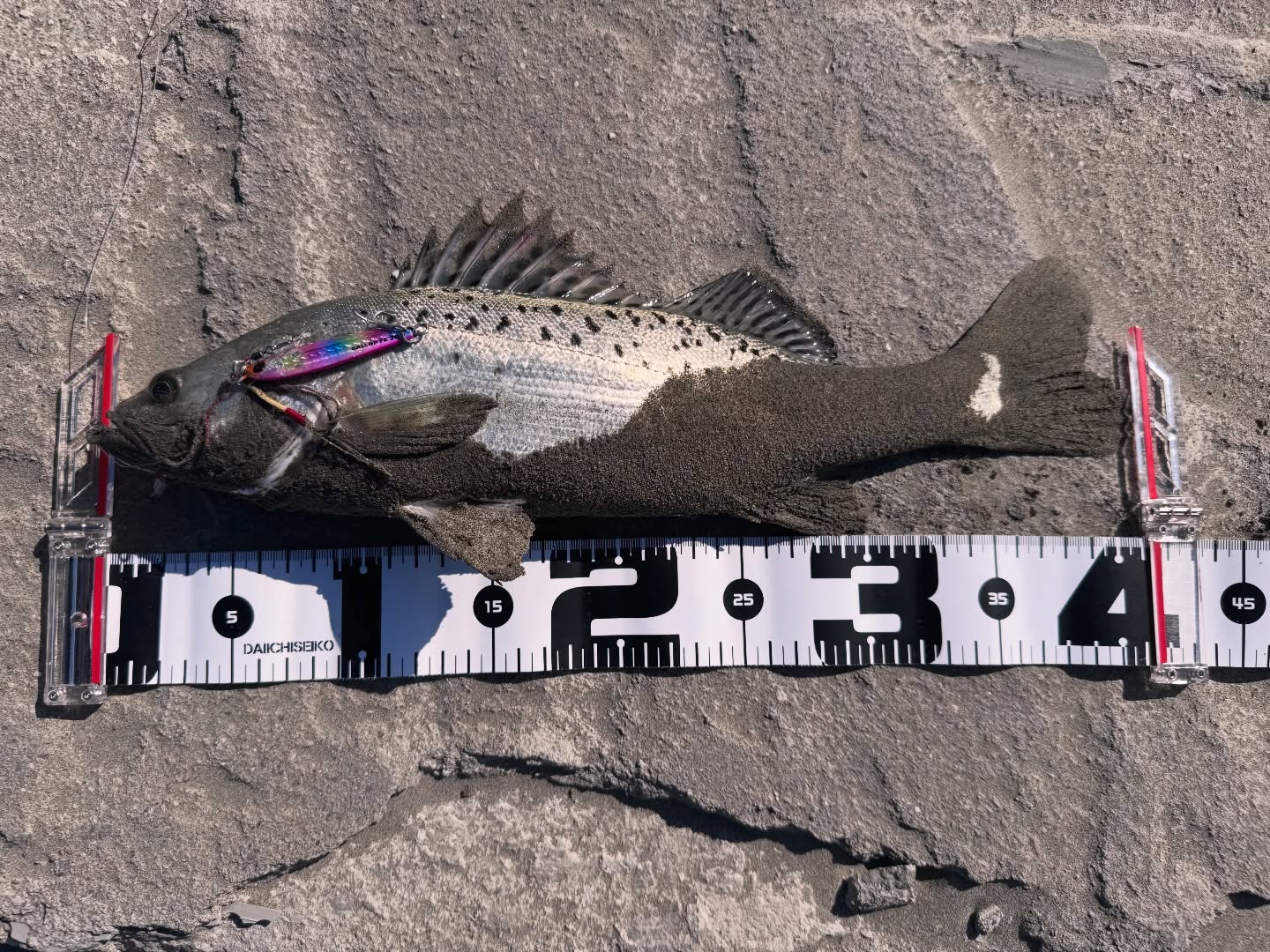 A Lunar New Year Spotted Sea Bass off the Breakwater, Headed for the Salt-and-Pepper Pan