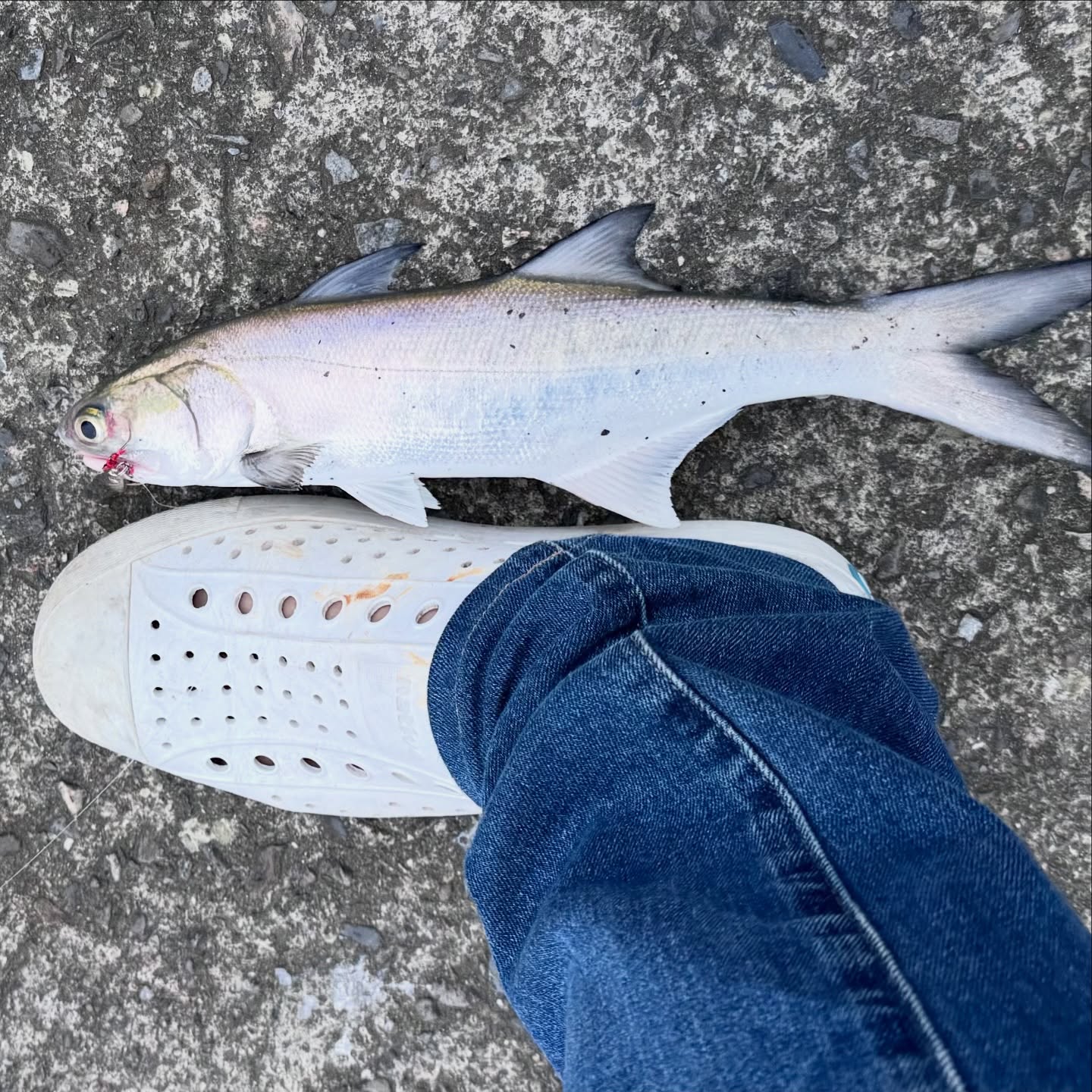 Late Autumn Catch-Up: 瓜瓜, 午仔, and Hairtail