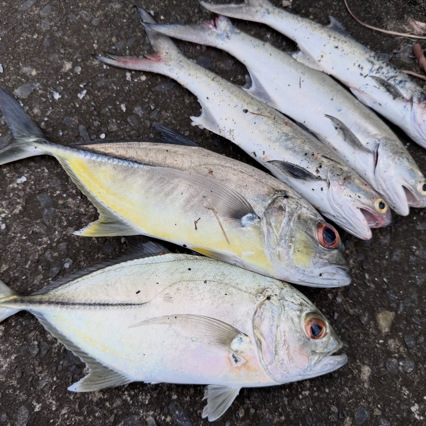 Late Autumn Catch-Up: 瓜瓜, 午仔, and Hairtail
