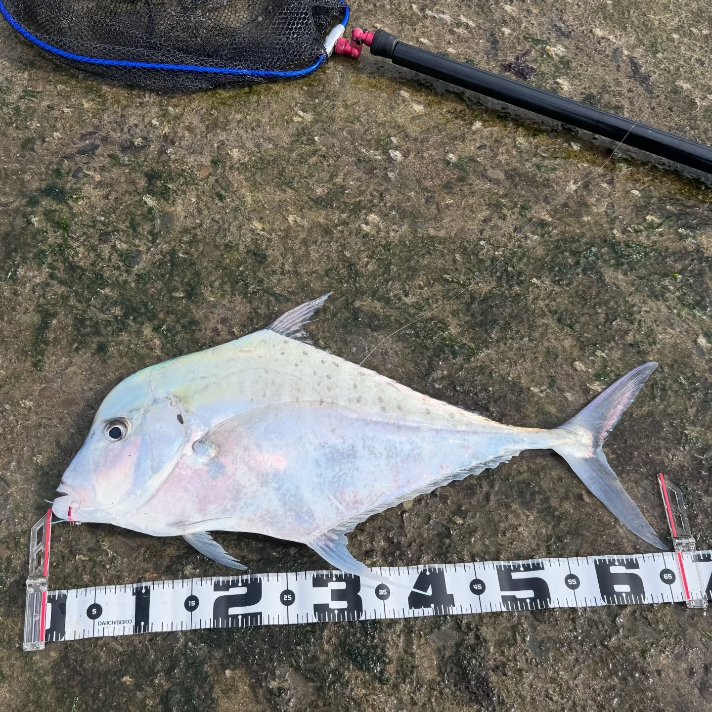 Long Time No See: A 2.7 kg Fish on Micro Jig