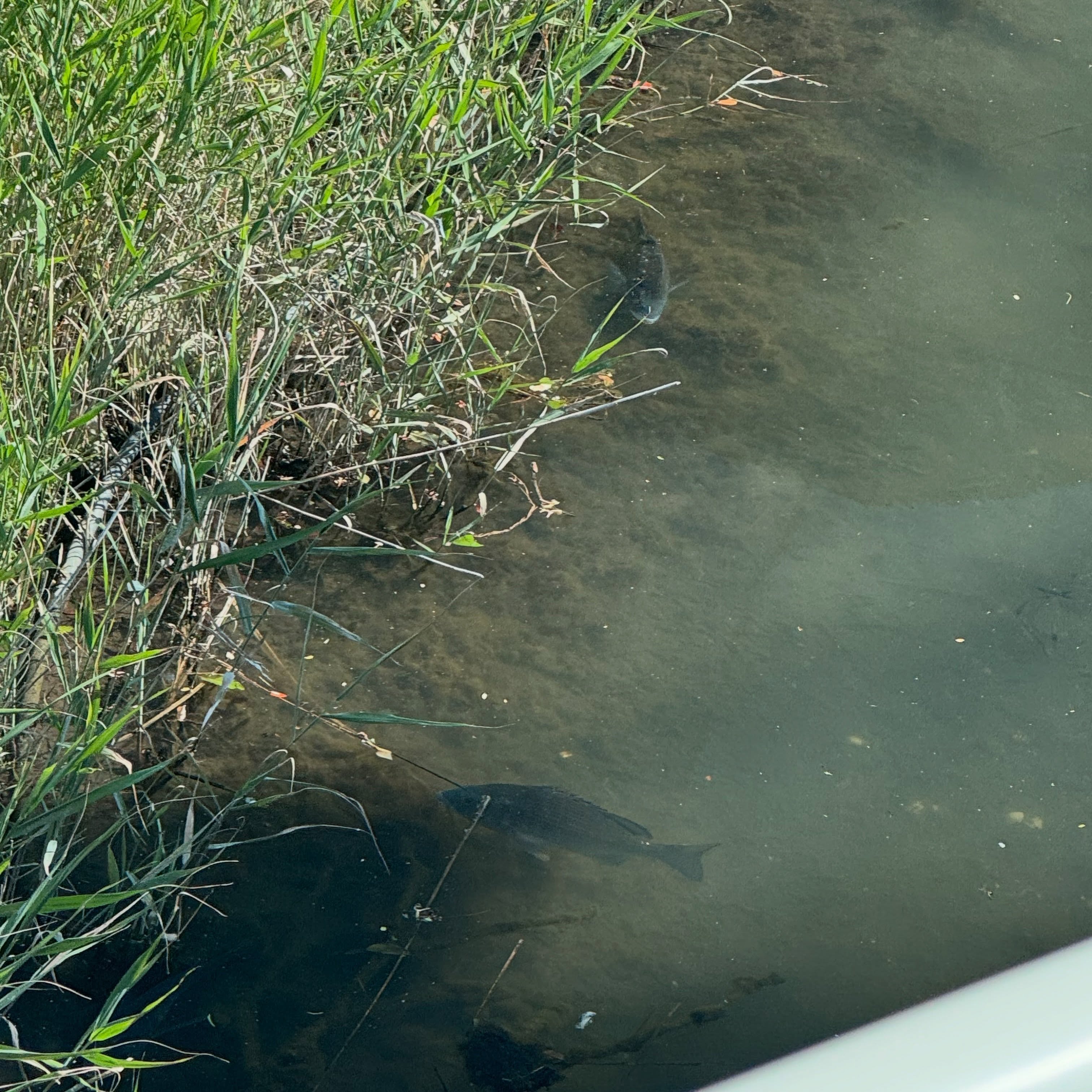Sasebo's Drainage Canals Are Full of Black Seabream