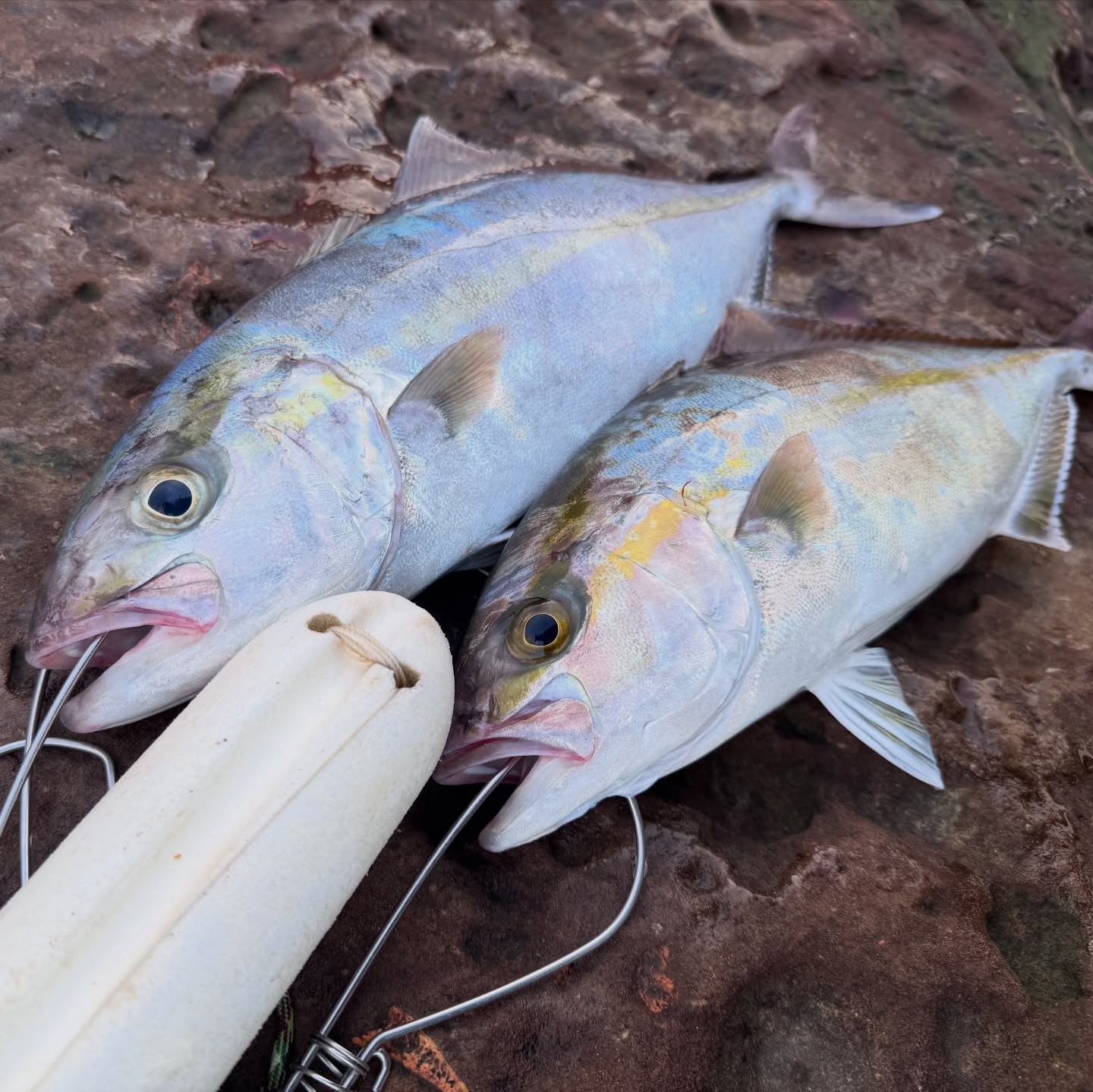Two on the Stringer, and the Long Wait of Aging Begins