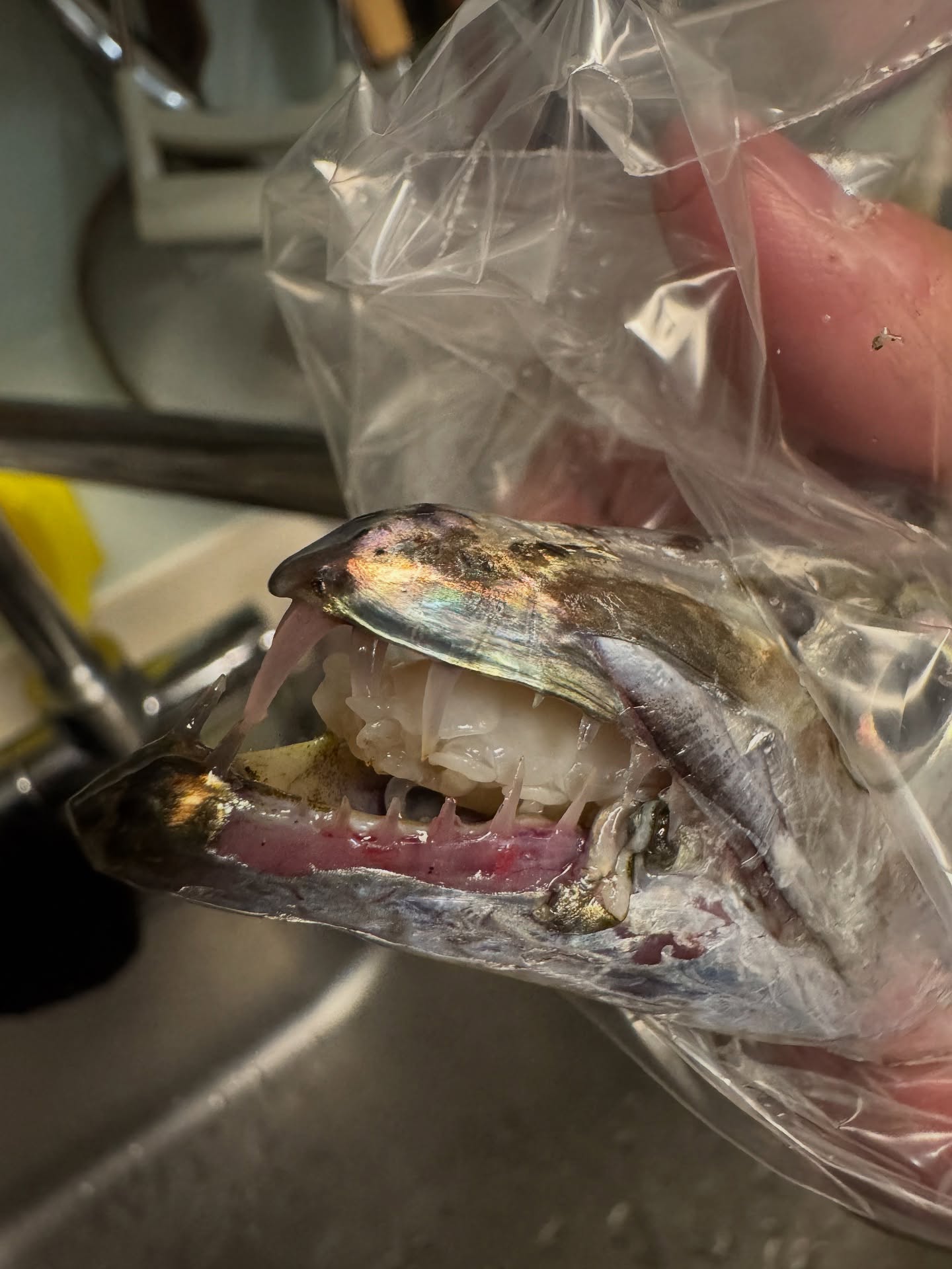 The Tongue-Eater: A Parasite in the Mouth of a Cutlassfish