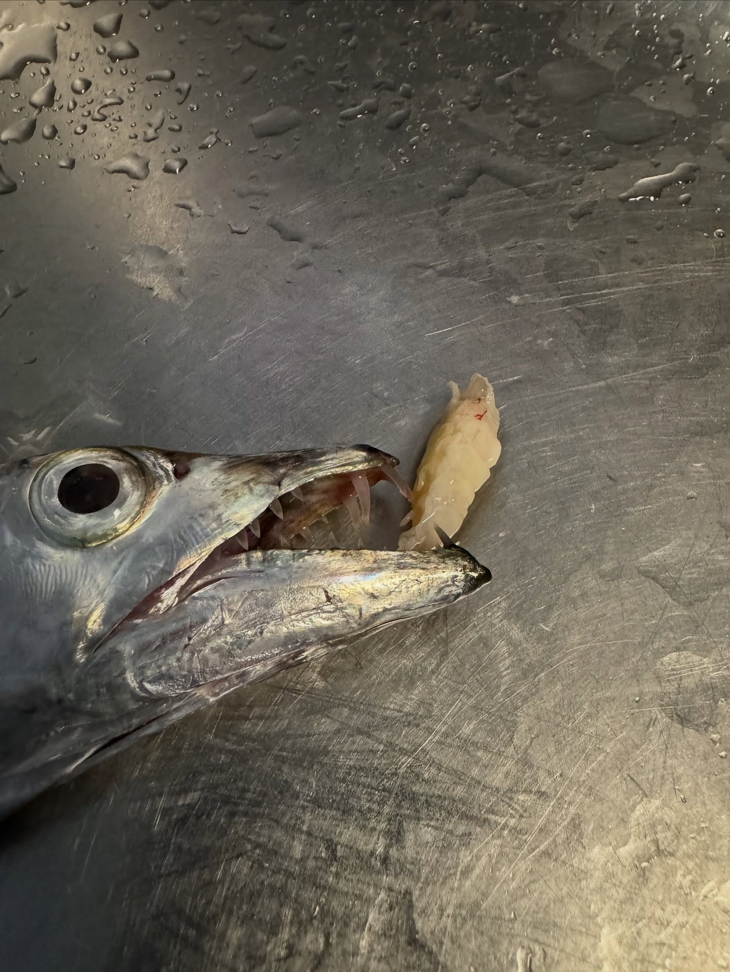 The Tongue-Eater: A Parasite in the Mouth of a Cutlassfish