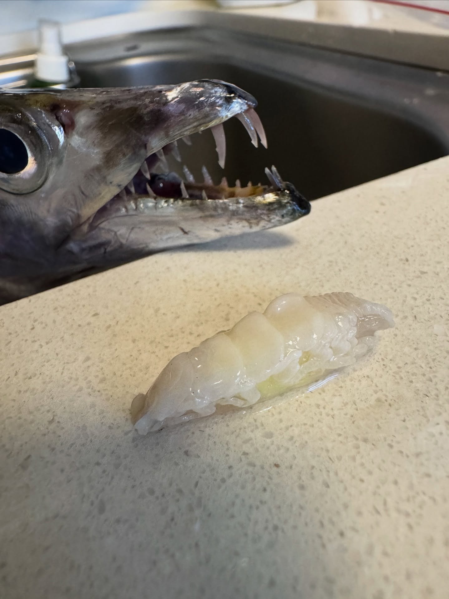 The Tongue-Eater: A Parasite in the Mouth of a Cutlassfish