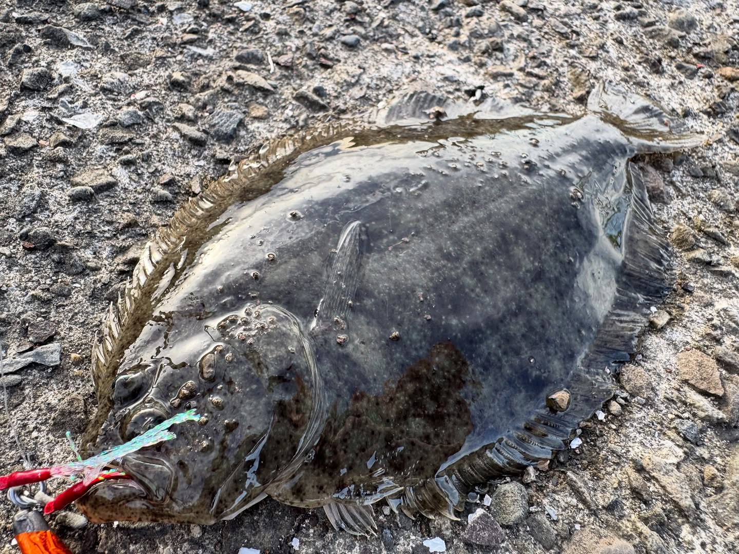A Flatfish From Shore: The Catch That Closed a Long-Standing Gap