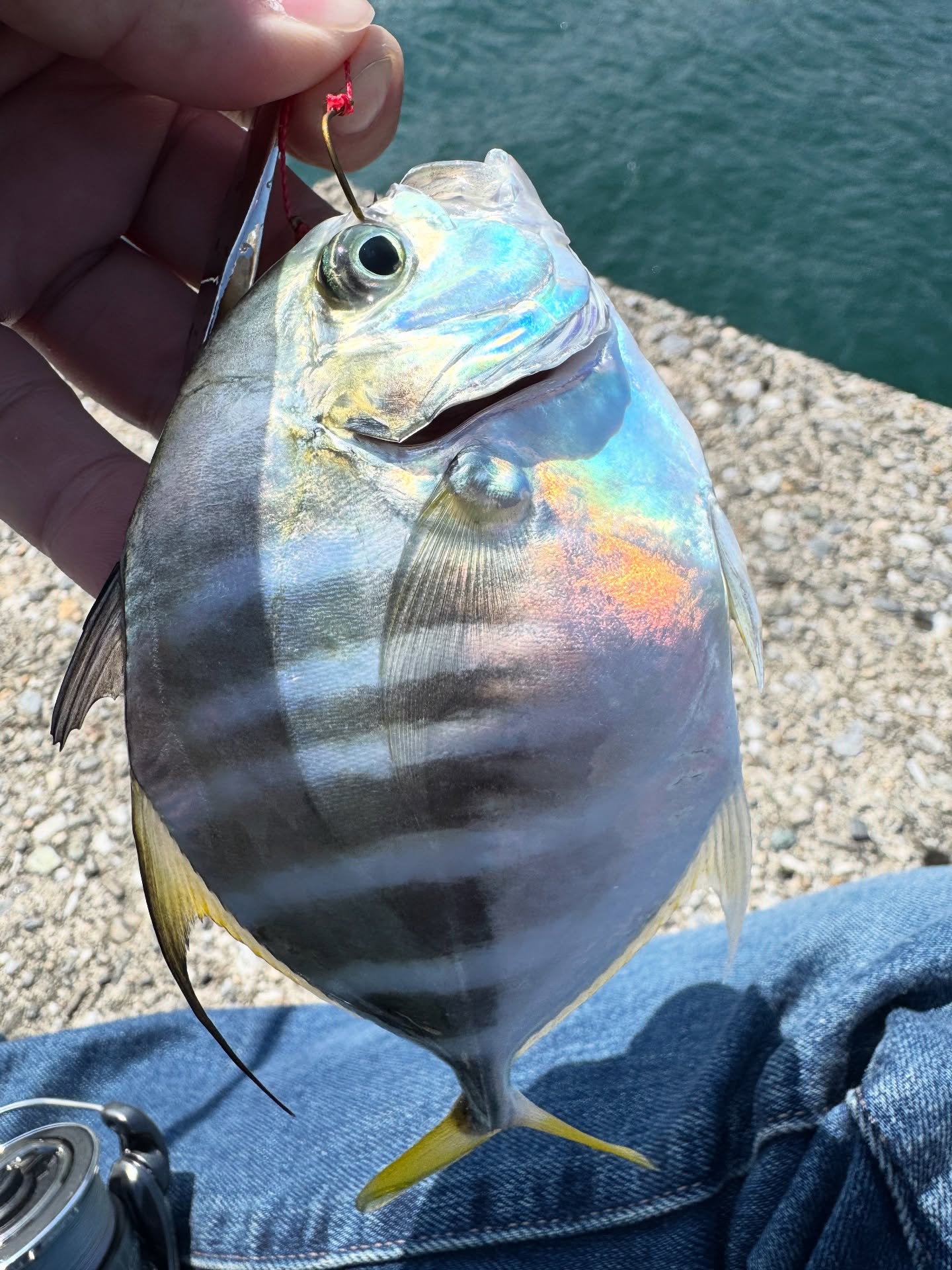 Tongjing on Micro Jig: Light Tackle on a Sunny Breakwater