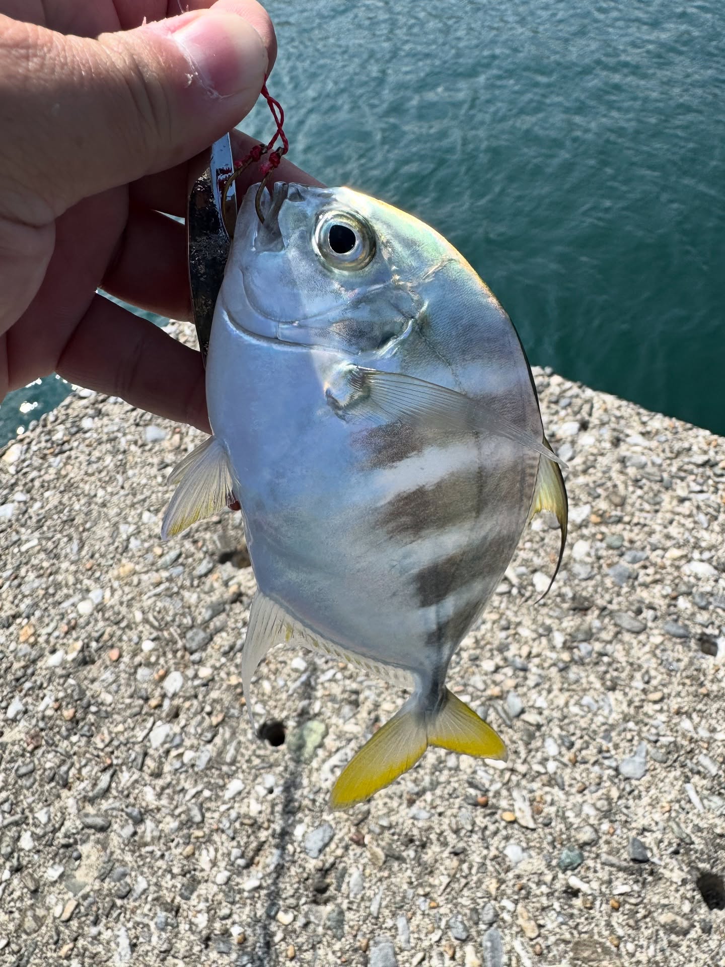 Tongjing on Micro Jig: Light Tackle on a Sunny Breakwater