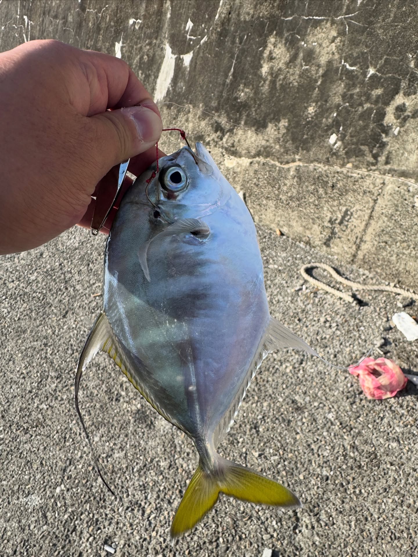 Tongjing on Micro Jig: Light Tackle on a Sunny Breakwater