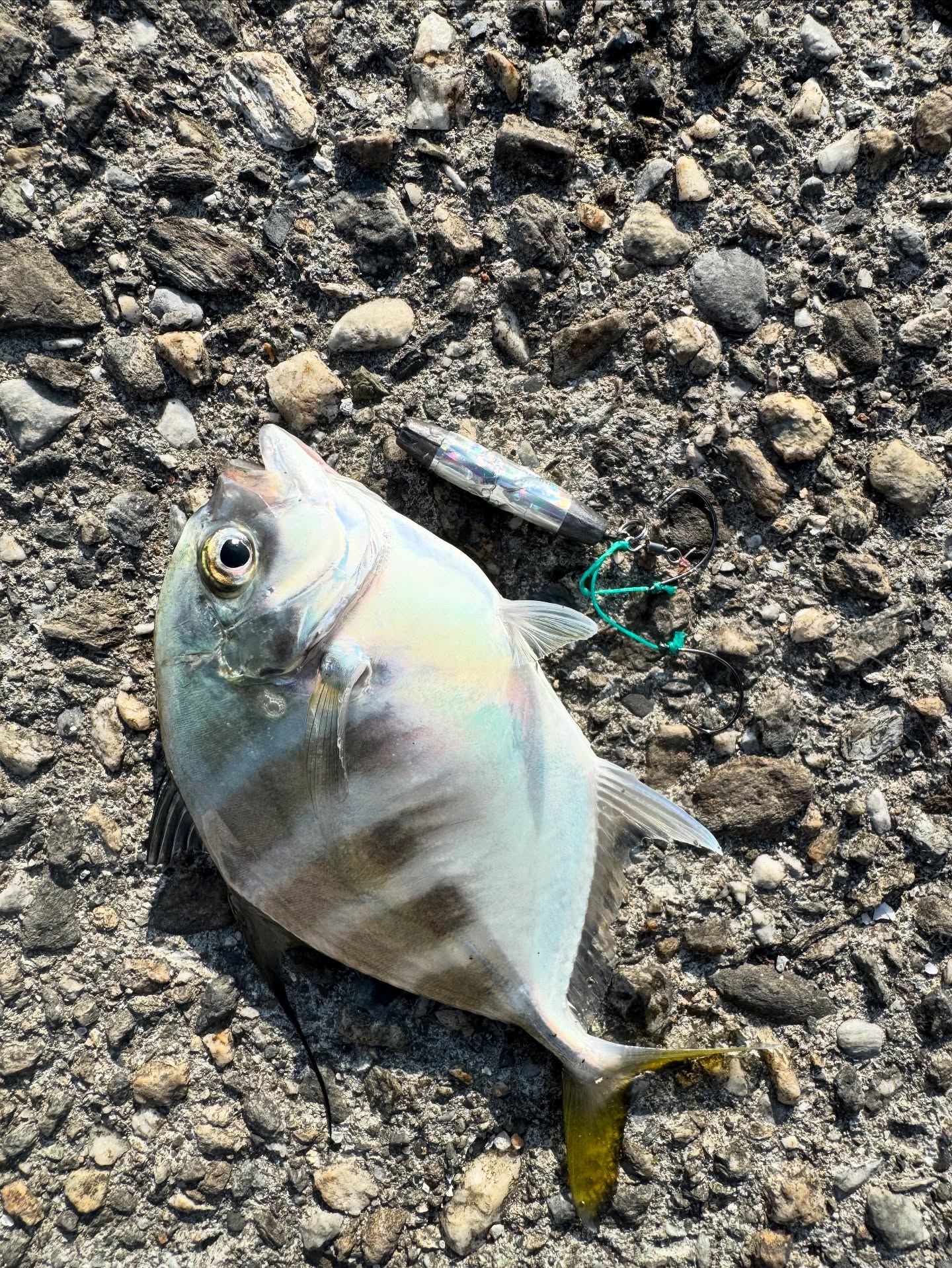 Tongjing on Micro Jig: Light Tackle on a Sunny Breakwater