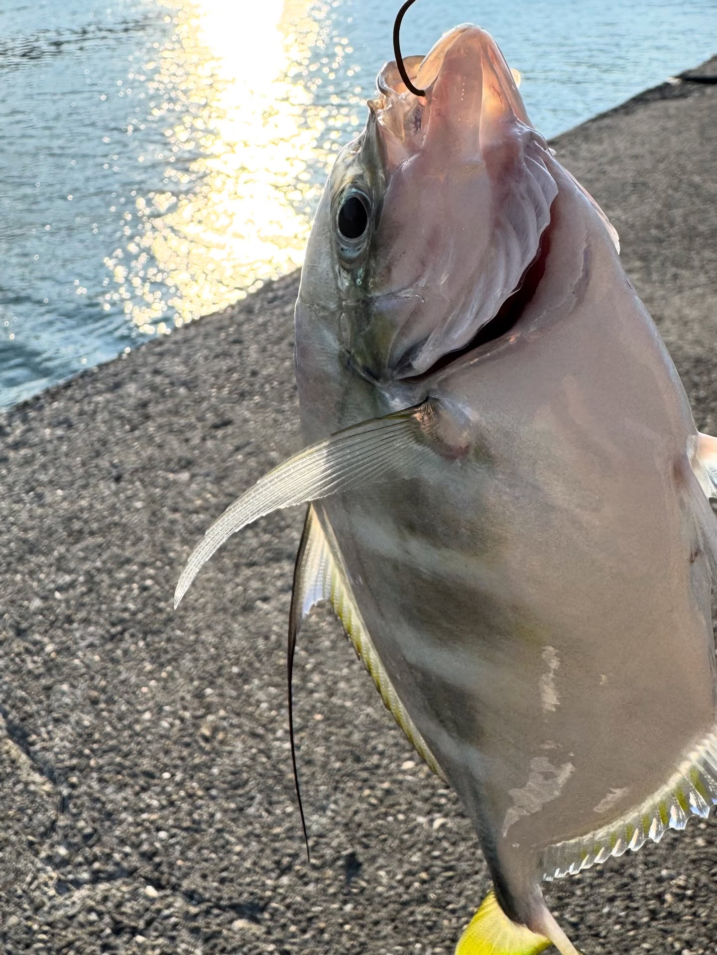 Tongjing on Micro Jig: Light Tackle on a Sunny Breakwater