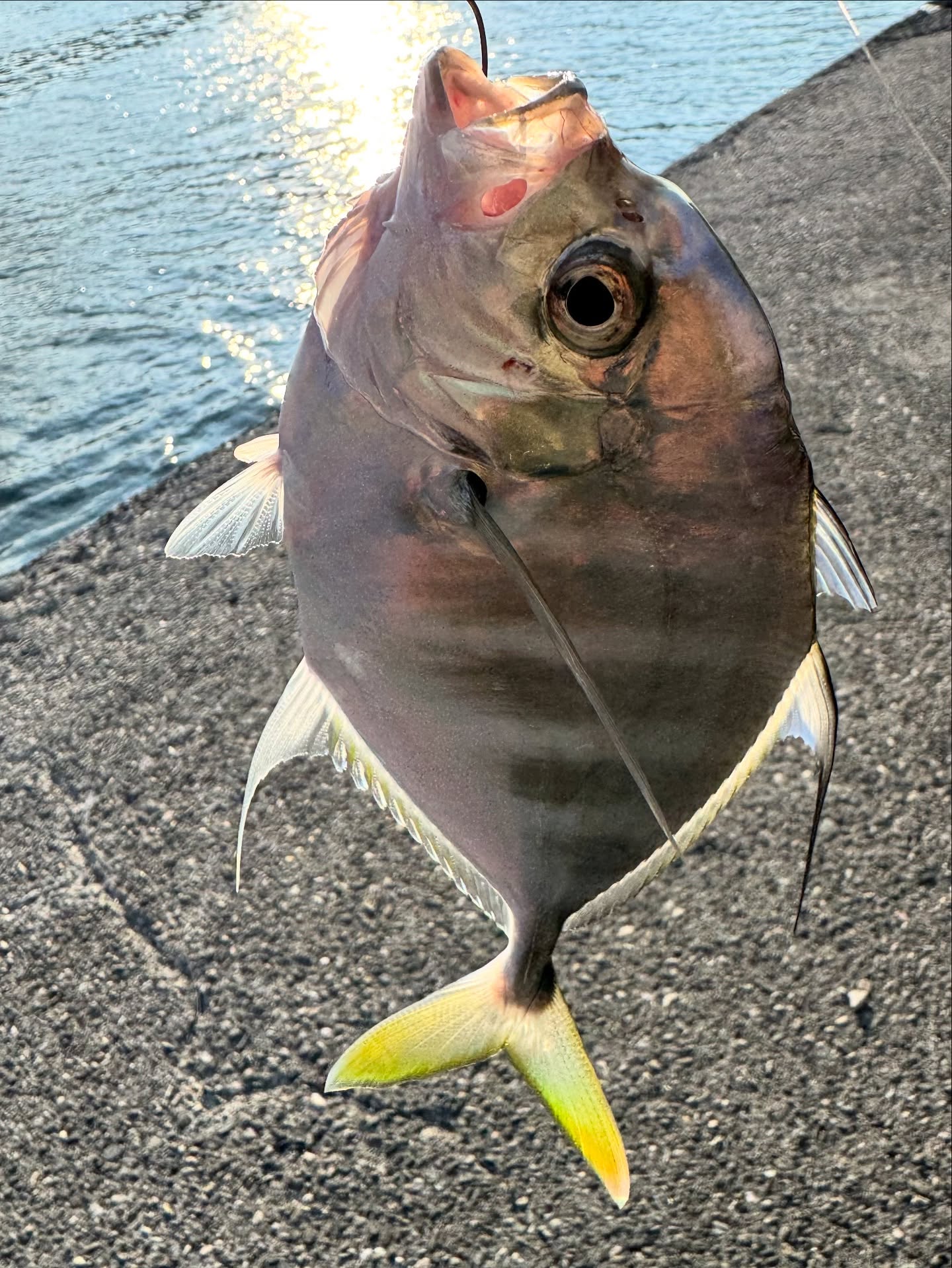 Tongjing on Micro Jig: Light Tackle on a Sunny Breakwater
