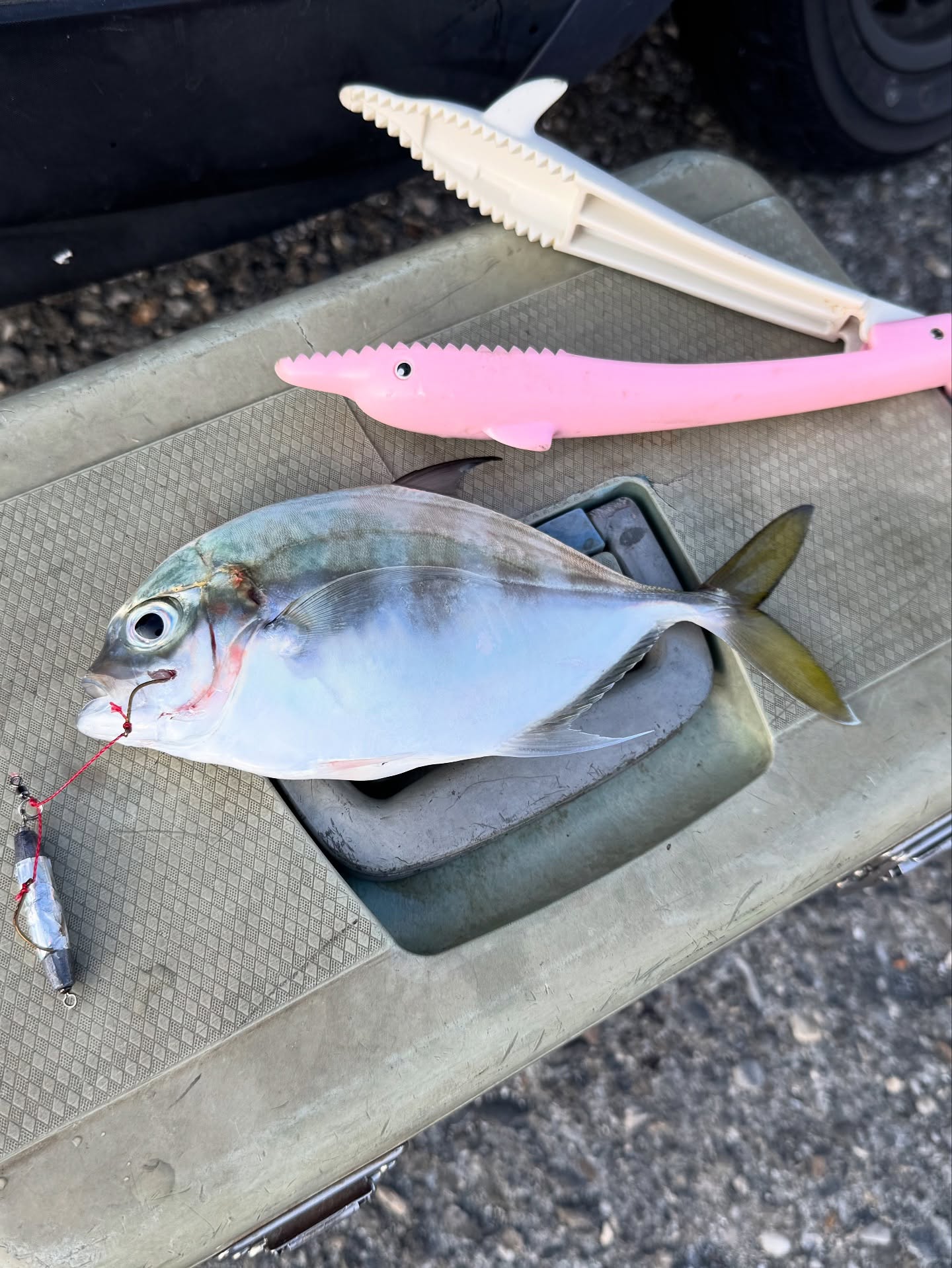 Tongjing on Micro Jig: Light Tackle on a Sunny Breakwater