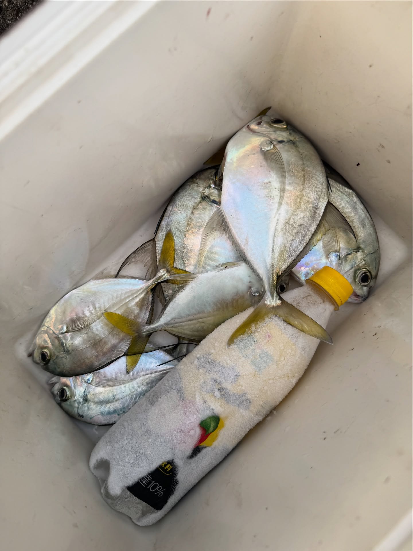 Tongjing on Micro Jig: Light Tackle on a Sunny Breakwater